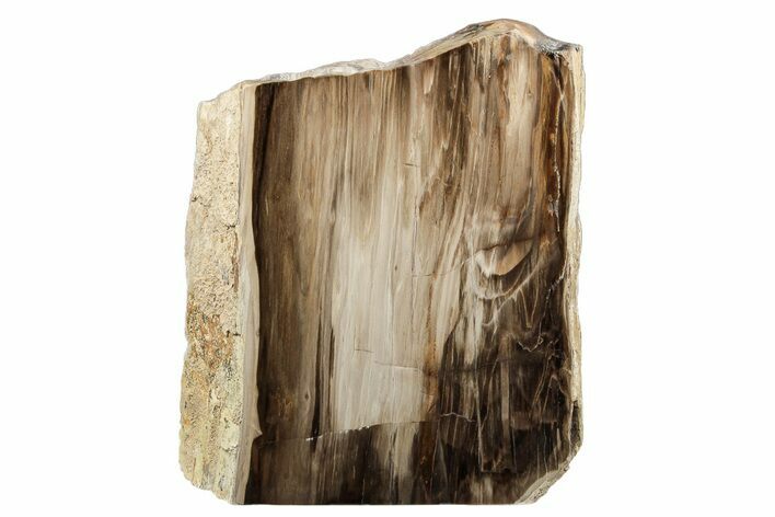 Polished, Petrified Wood (Metasequoia) Stand Up - Oregon #193618